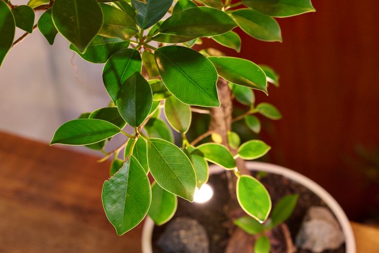 植物の生育環境に配慮した光設計