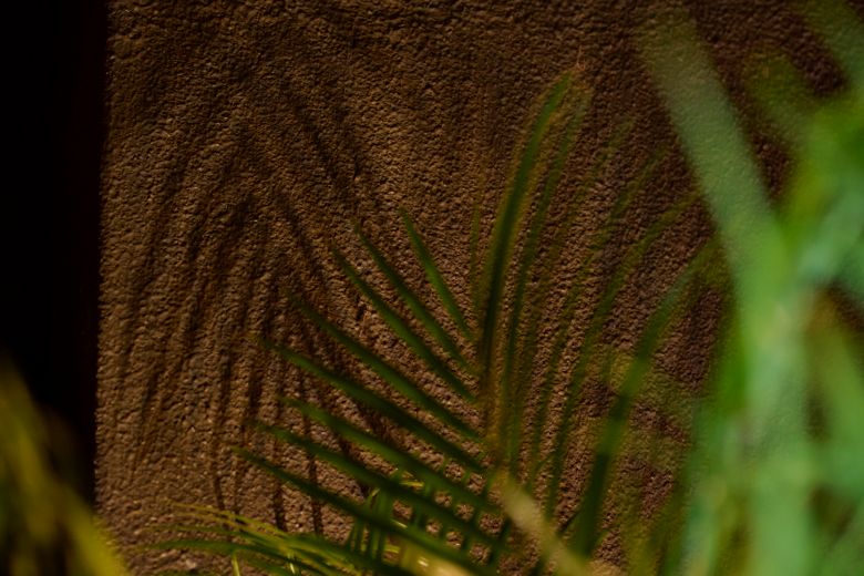 植物の美しさを引き立てる光